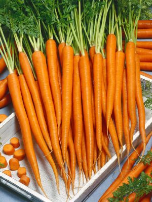 Imperator Carrot Seeds, OSC