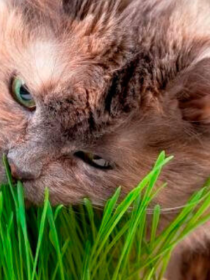 Catgrass Seeds (Digestive Aid for Cats), OSC