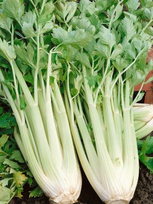 Tall Utah Celery Seeds, OSC