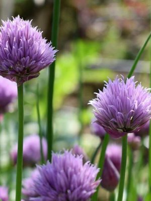 Chive Seeds (Organic), Aimers Organic