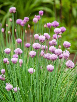 Chives Seeds, OSC