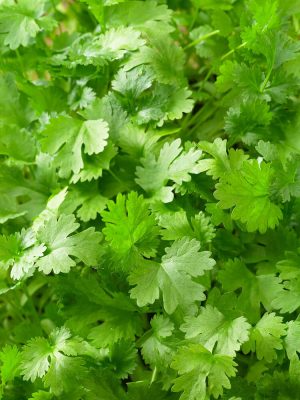Cilantro Coriander Seeds (Organic), Aimers Organic