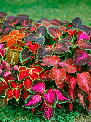 Rainbow Mixture Coleus Seeds, OSC
