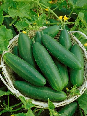 Marketmore Cucumber Seeds (Organic), Aimers Organic