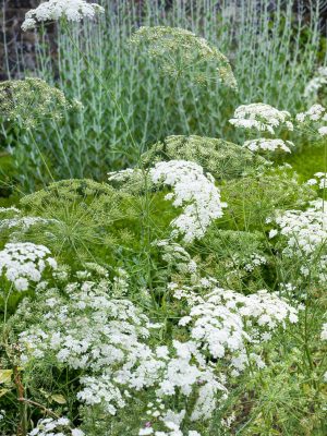 Cumin Seeds, OSC