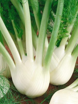 Florence Fennel Seeds, OSC