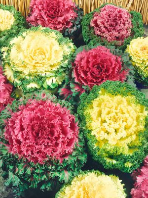 Flowering Kale Seeds, OSC