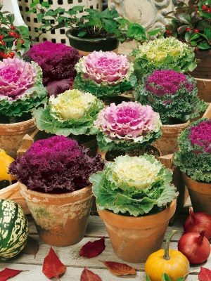 Flowering Cabbage Seeds, OSC