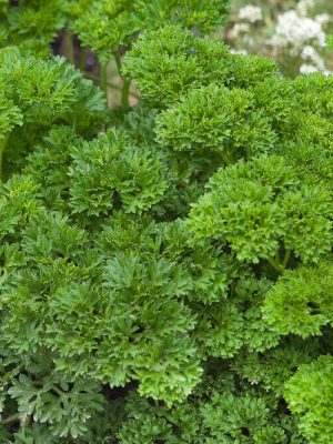 Forest Green Parsley Seeds, OSC