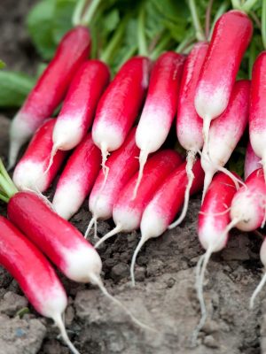 French Breakfast Organic Radish