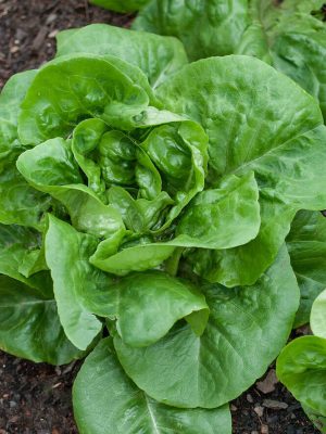 Buttercrunch Lettuce Seeds, OSC