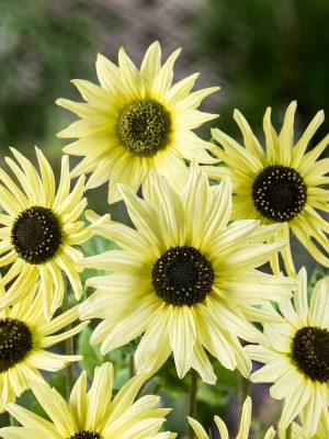 Summer Moon Hybrid Sunflower Seeds, OSC