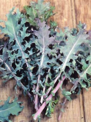 Red Kale Seeds, OSC