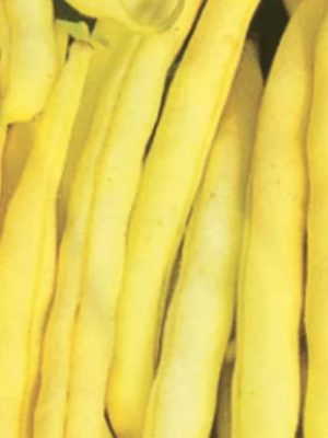 Kentucky Wonder Wax Yellow Pole Bean Seeds, OSC