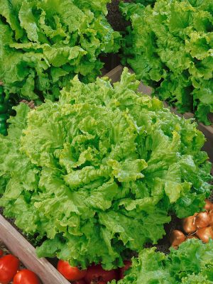Grand Rapids Lettuce Seeds, OSC