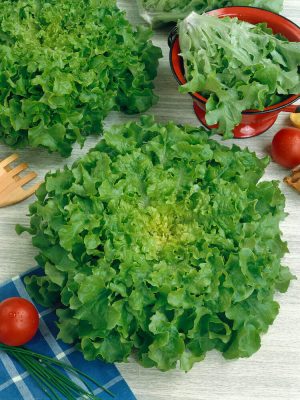 Salad Bowl Lettuce Seeds, OSC