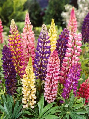 Russell’s Hybrids Mix Lupins Seeds, OSC