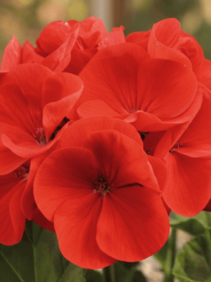 Maverick Red Hybrid Geranium Seeds, OSC