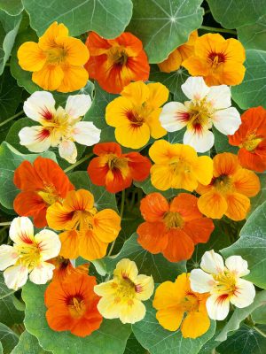 Dwarf Jewel Mixed Nasturtium Seeds, OSC