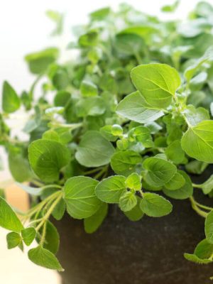Oregano Seeds (Organic), Aimers Organic