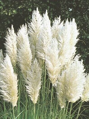 Pampas Plume White Feather Ornamental Grass Seeds, OSC