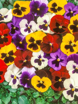 Super Swiss Giant Pansy Seeds, OSC
