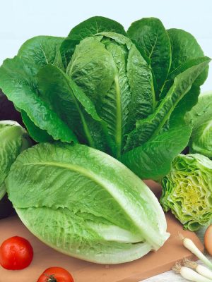 Parris Island Lettuce Seeds (Organic), Aimers Organic
