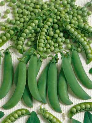 Homesteader or Lincoln Pea Seeds, OSC