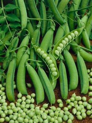 Little Marvel Pea Seeds, OSC