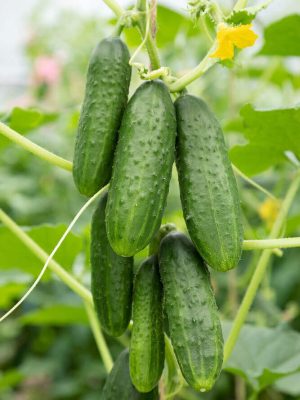 Chicago Cucumber Seeds, OSC