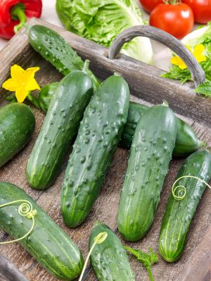 Wisconsin SMR-58 Cucumber Seeds, OSC