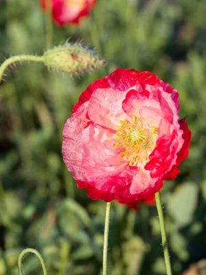 Double Shirley Mixed Poppy Seeds, OSC