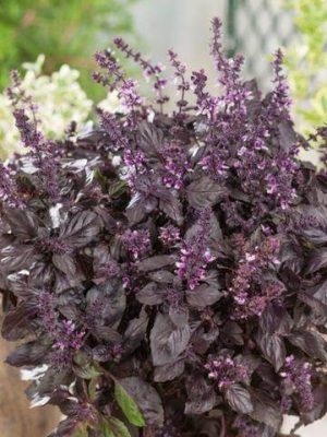 Red Rubin Basil Seeds (Organic), Aimers Organic