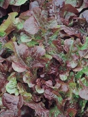 Red Salad Bowl Lettuce Seeds (Organic), Aimers Organic