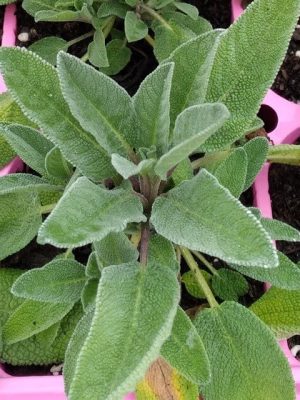 Sage Seeds (Organic), Aimers Organic