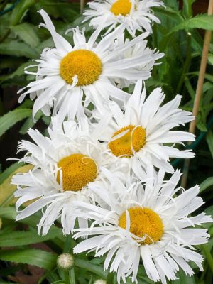 Crazy Daisy Hybrid Seeds, OSC