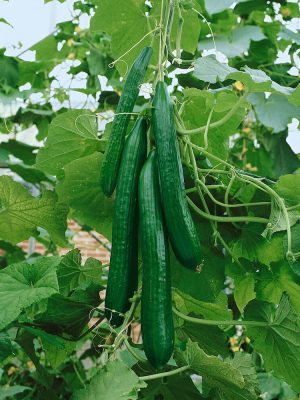 English Telegraph Cucumber Seeds, OSC