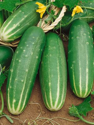 Straight Eight Cucumber Seeds, OSC