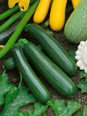 Dark Green Zucchini Squash Seeds, OSC