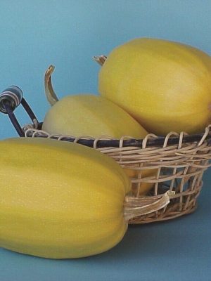 Spaghetti Squash Seeds, OSC