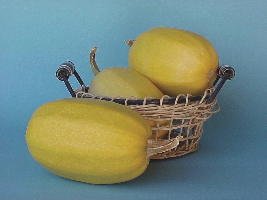 Spaghetti Squash Seeds, OSC