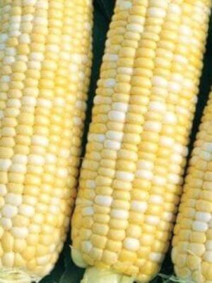 Supersweet Corn Seeds (Organic), Aimers Organic