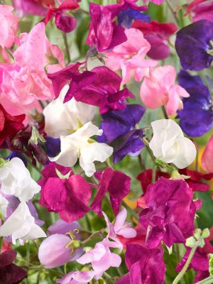 Royal Family Mixed Sweet Peas Seeds, OSC
