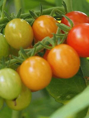 Sweetie Tomato Seeds (Organic), Aimers Organic
