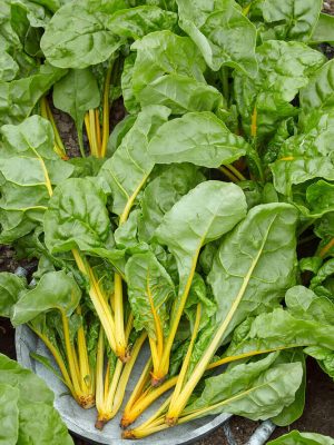 Eldorado Swiss Chard Seeds, OSC