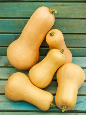 Waltham Butternut Squash Seeds (Organic), Aimers Organic