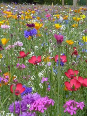 OSC Wildflower Seed Mixture, OSC