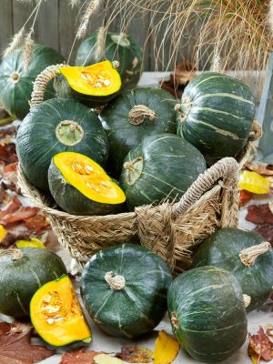 Burgess Buttercup Squash Seeds, OSC