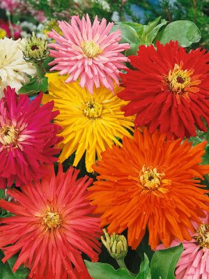 Cactus Flowered Hybrid Mixture Zinnia Seeds, OSC