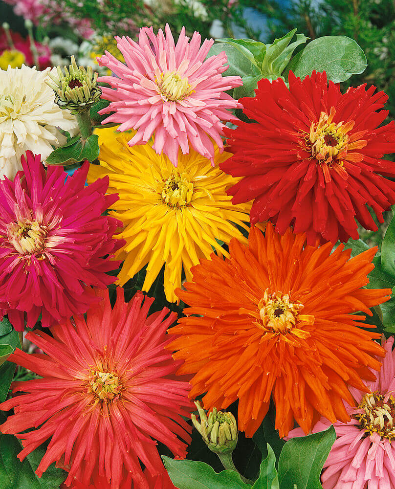 Cactus Flowered Hybrid Mixture Zinnia Seeds, OSC